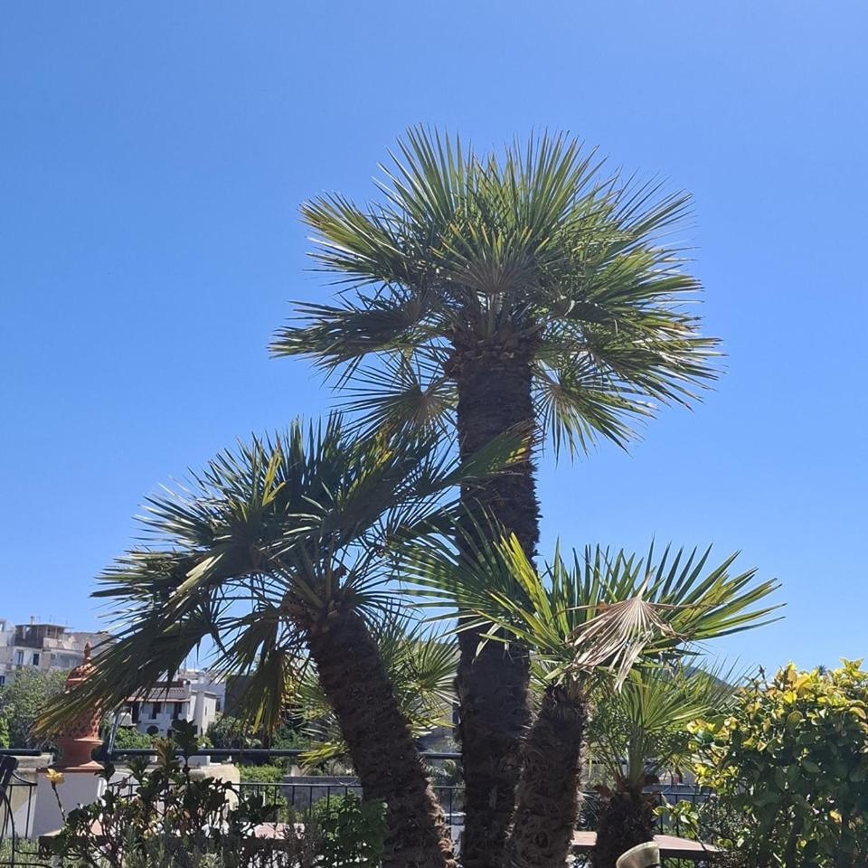 Hotel Villa Verde Forio di Ischia Εξωτερικό φωτογραφία